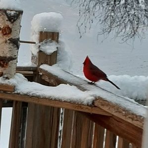 Meet your Posher, Debbie